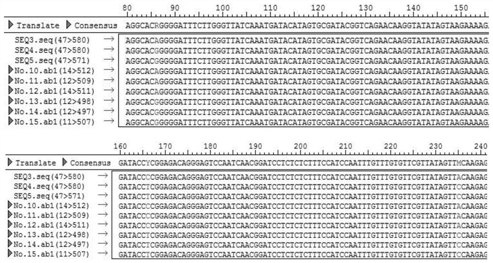 A primer pair for amplifying the barcode of Liriodendron tulipifera and the identification method of Liriodendron tulipifera and its provenance