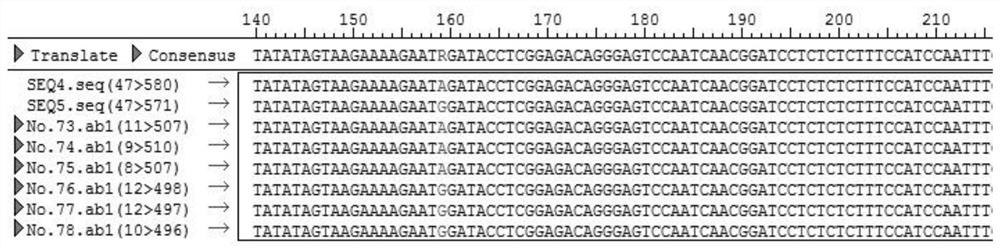 A primer pair for amplifying the barcode of Liriodendron tulipifera and the identification method of Liriodendron tulipifera and its provenance