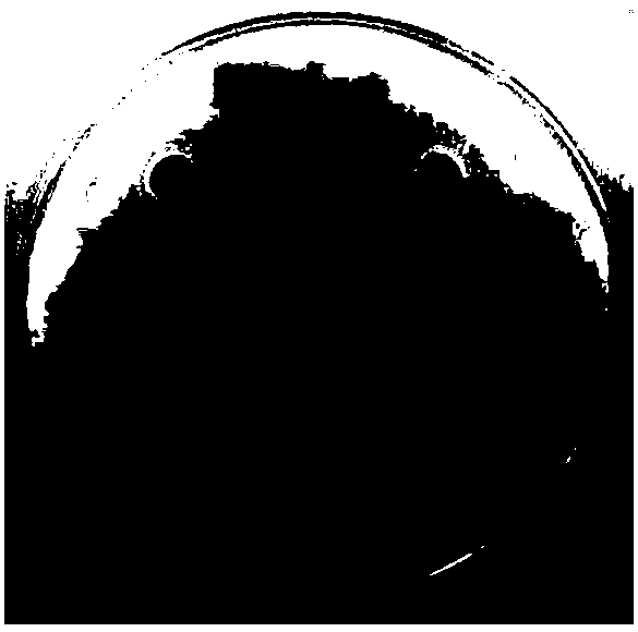 Bacillus licheniformis serving as pesticide surface active agent and application thereof