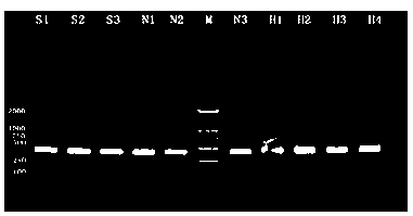 PCR (polymerase chain reaction) kit for detecting Wenckebach eperythrozoon