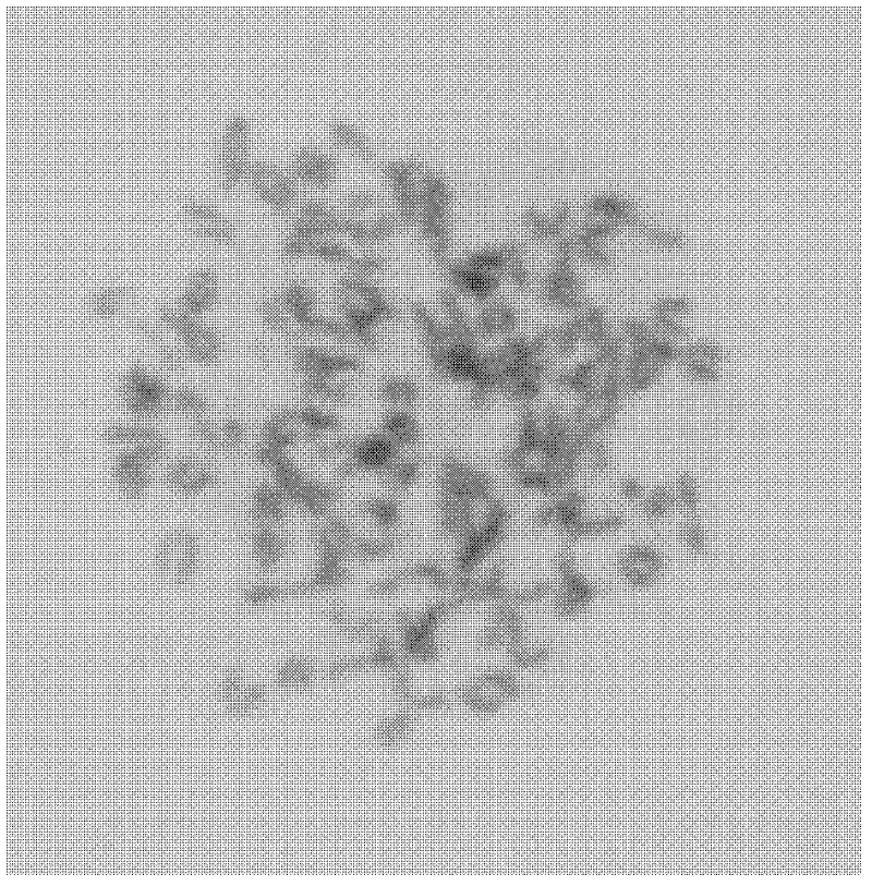 Monoclonal antibody of outer membrane protein of chlamydia abortus and application thereof