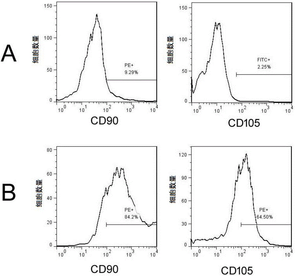 Canine mesenchymal stem cell bank and construction method thereof