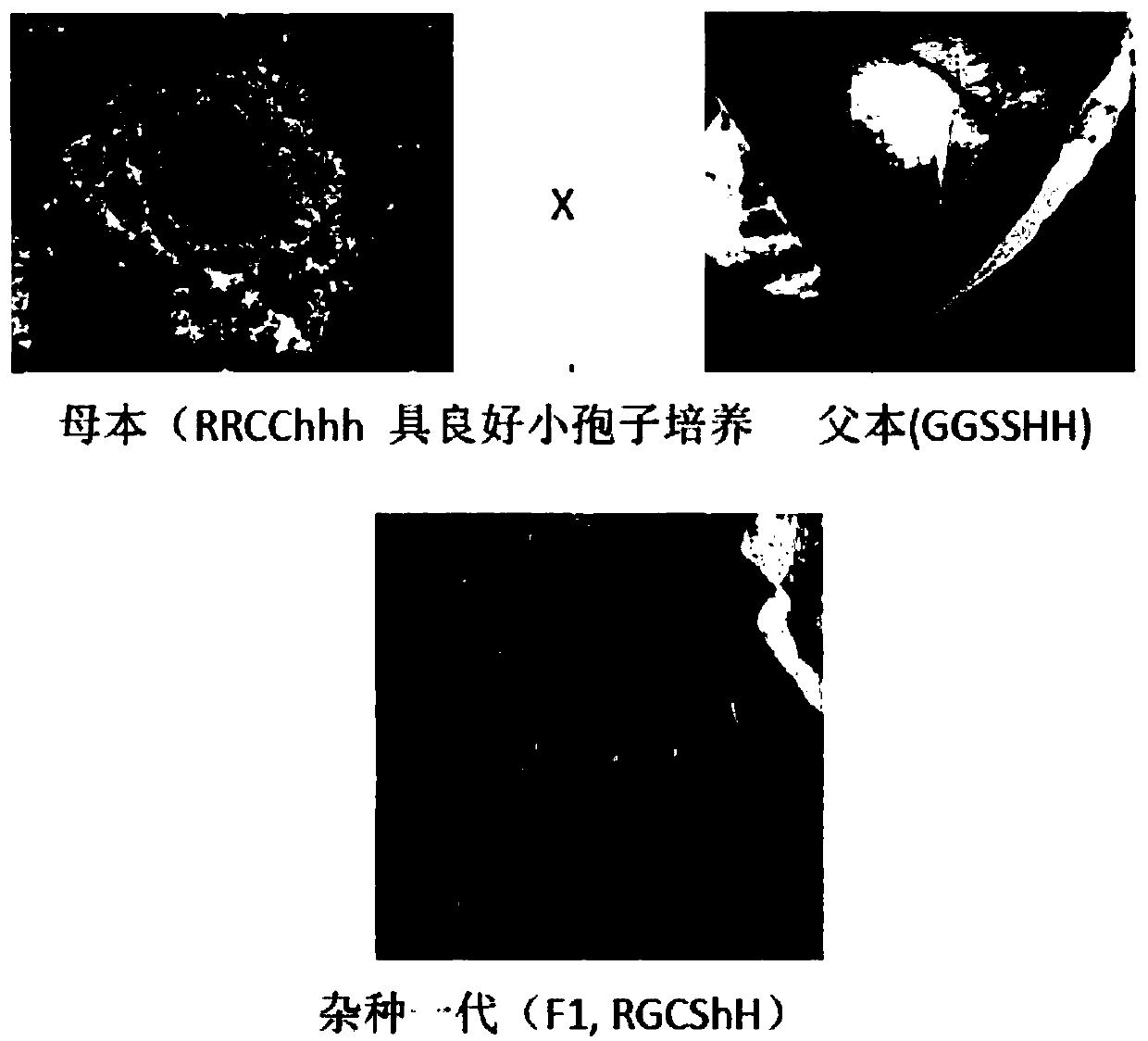 Cultivation method of novel germplasm of colorized brassica oleracea L.var.capitata