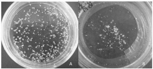 Cultivation method of novel germplasm of colorized brassica oleracea L.var.capitata