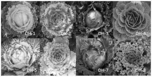 Cultivation method of novel germplasm of colorized brassica oleracea L.var.capitata