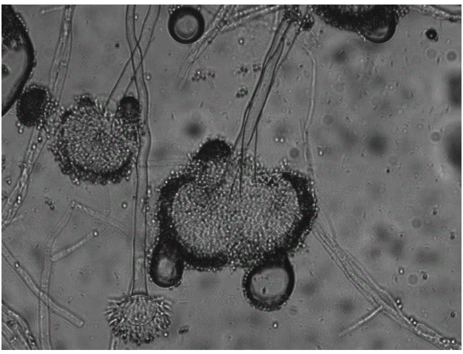 Dragonfly intestinal bacterium aspergillus terreus QT122 and metabolite and application thereof