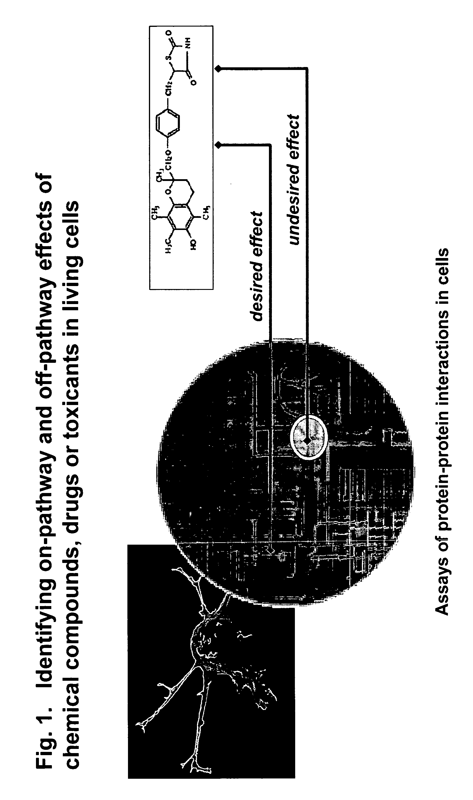 Protein-protein interactions for pharmacological profiling