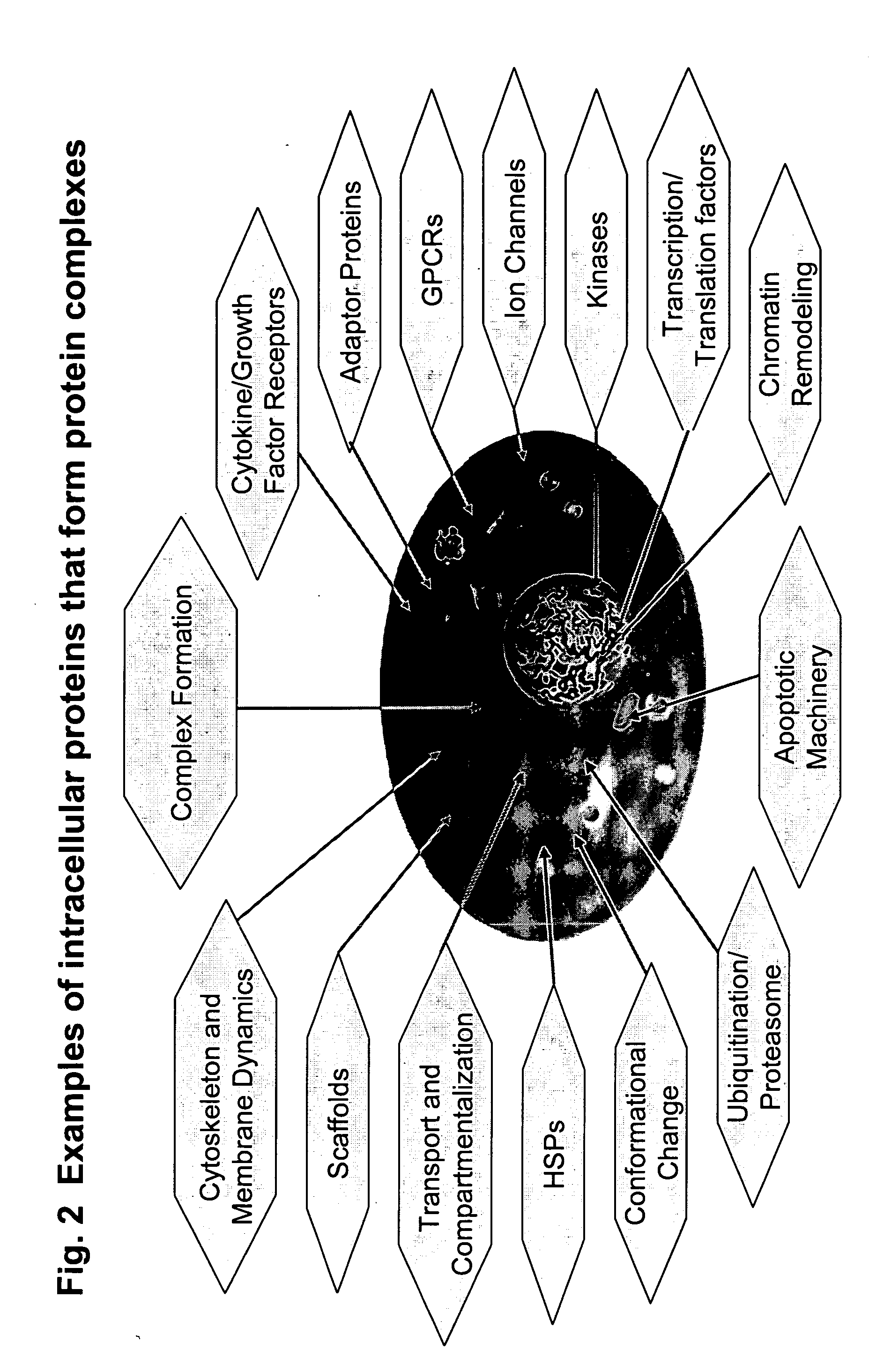 Protein-protein interactions for pharmacological profiling