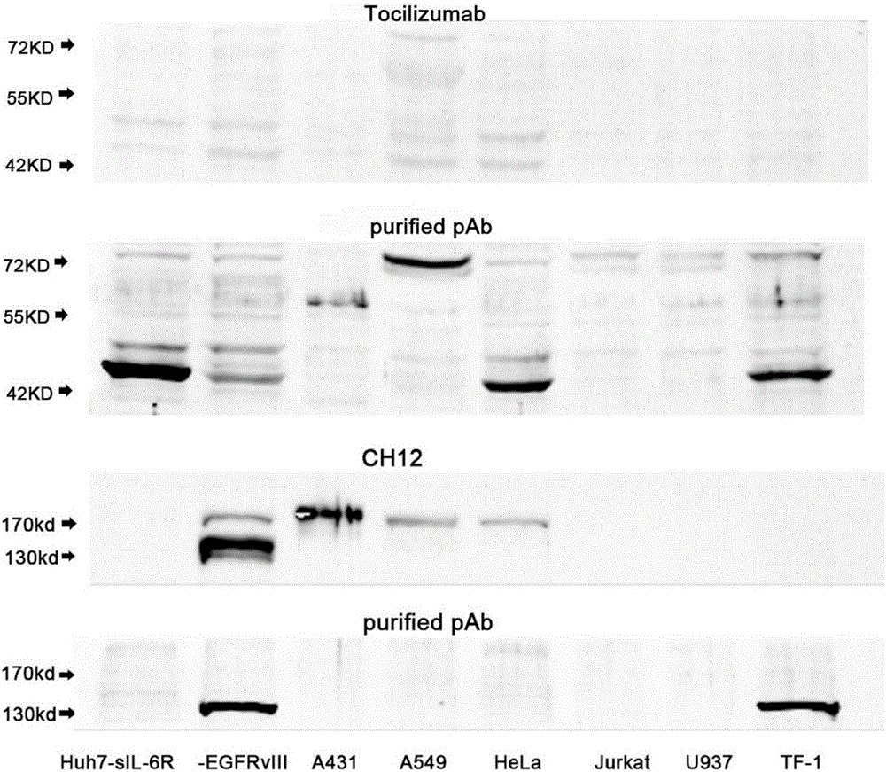 Tocilizumab/CH12 coupled simulated epitope