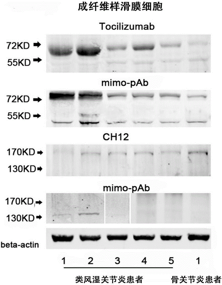 Tocilizumab/CH12 coupled simulated epitope