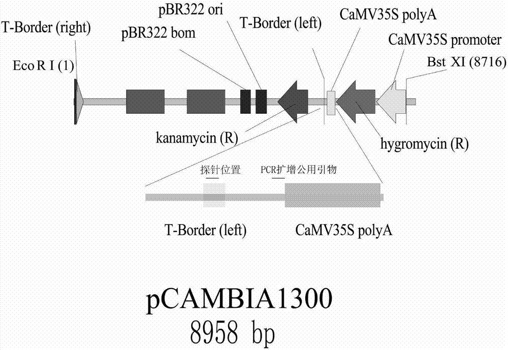 Method for efficiently and rapidly separating T-DNA insertion site flanking sequence, and uses thereof