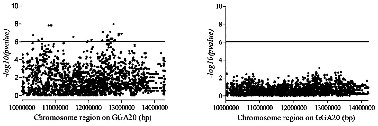 SNP molecular marker related to chicken pink eggshell color depth and application of SNP molecular marker