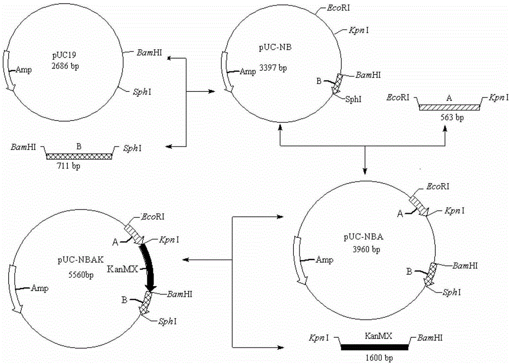 A freeze-resistant yeast strain for bread fermentation and its breeding method