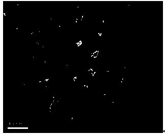 Quantum dot fluorescent aspirin imprinted sensor and its preparation method and use