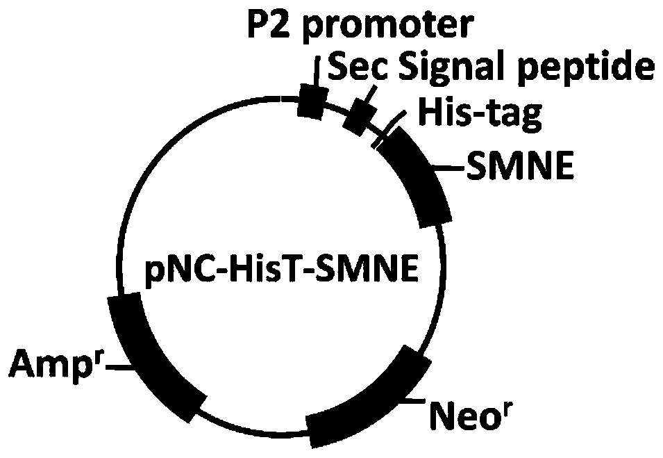 Method for efficiently expressing extracellular Serratia marcescens non-specific nuclease based on Bacillus subtilis expression system