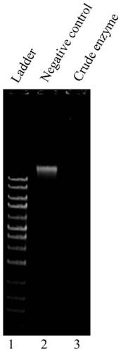 Method for efficiently expressing extracellular Serratia marcescens non-specific nuclease based on Bacillus subtilis expression system