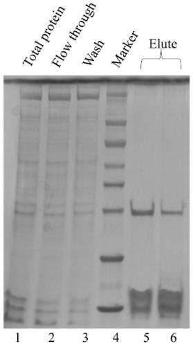 Method for efficiently expressing extracellular Serratia marcescens non-specific nuclease based on Bacillus subtilis expression system