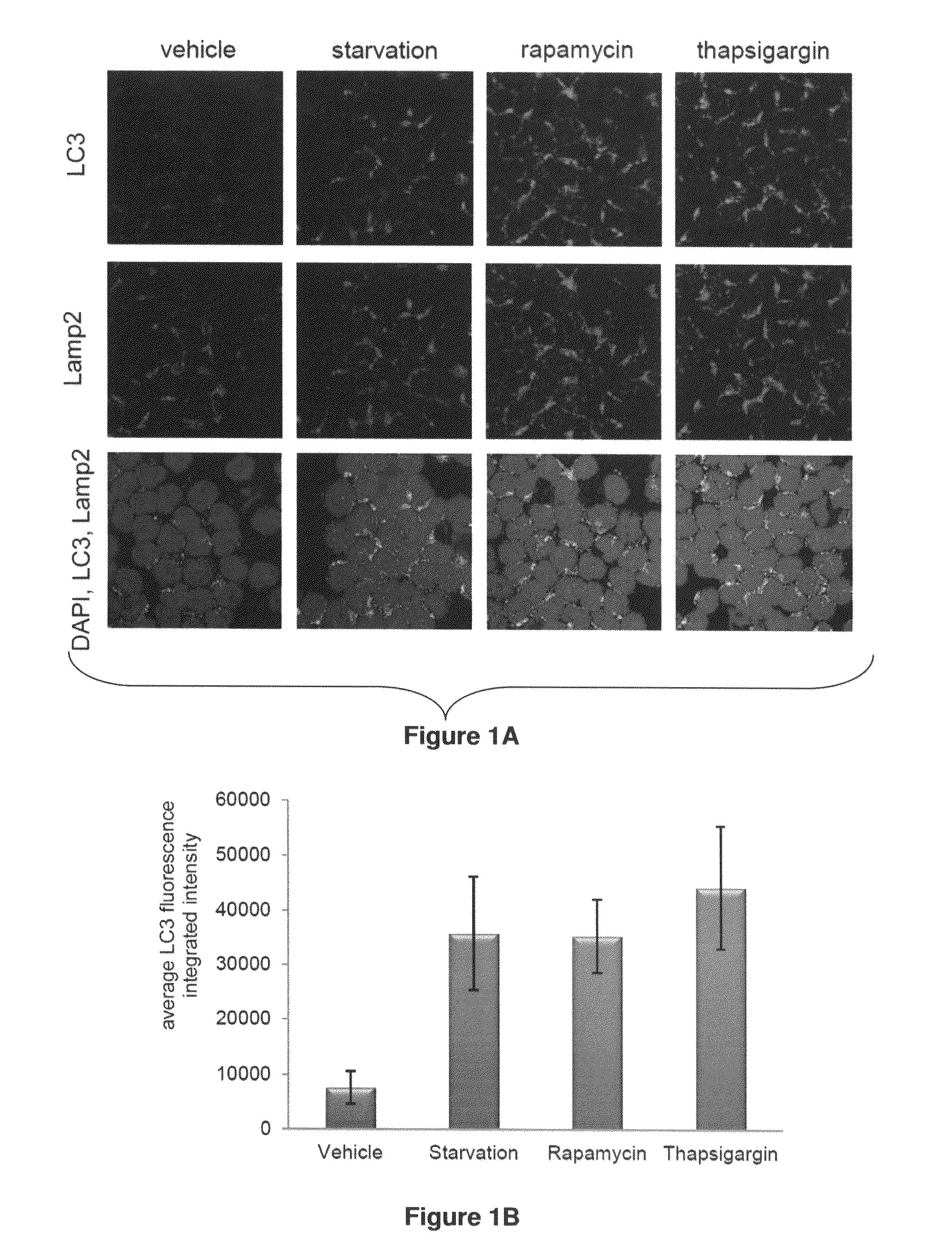 Compositions and methods for increasing drug efficacy in cancer