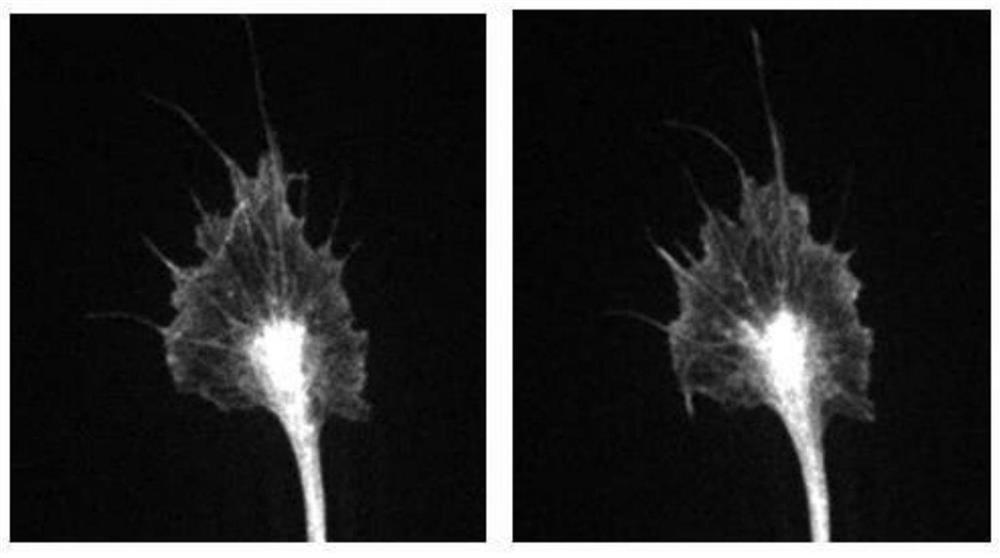 Construction and application of optical detection method of biological macromolecules related to intracellular colloid osmotic pressure and related drug screening method