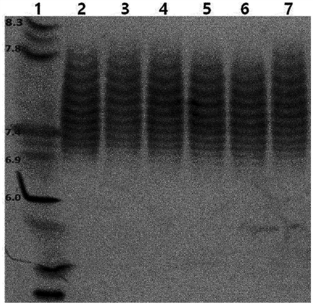 Refining method of ophthalmic protein medicine