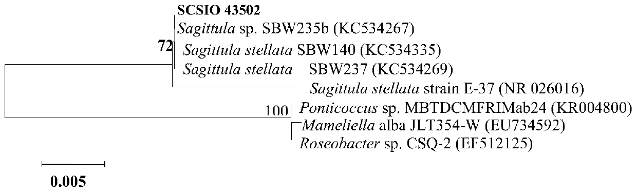 A Star Arrowhead strain scsio 43502 and its application