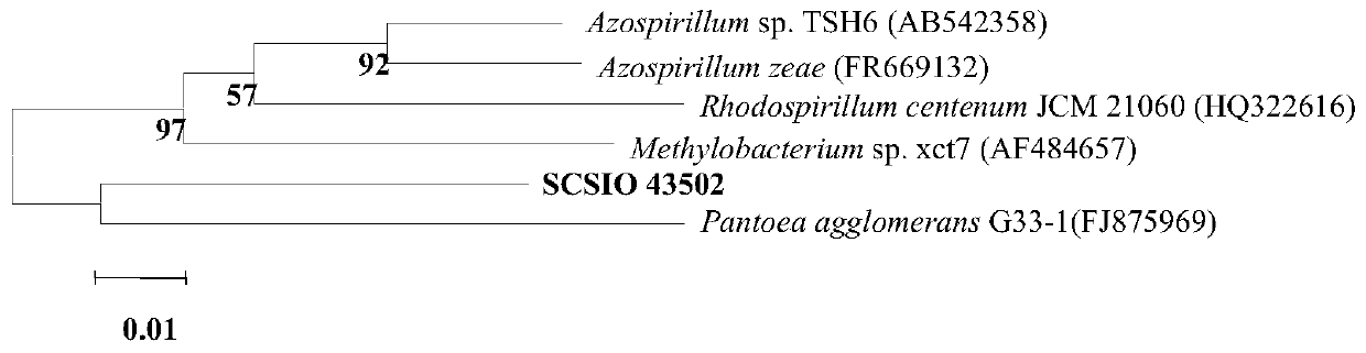A Star Arrowhead strain scsio 43502 and its application