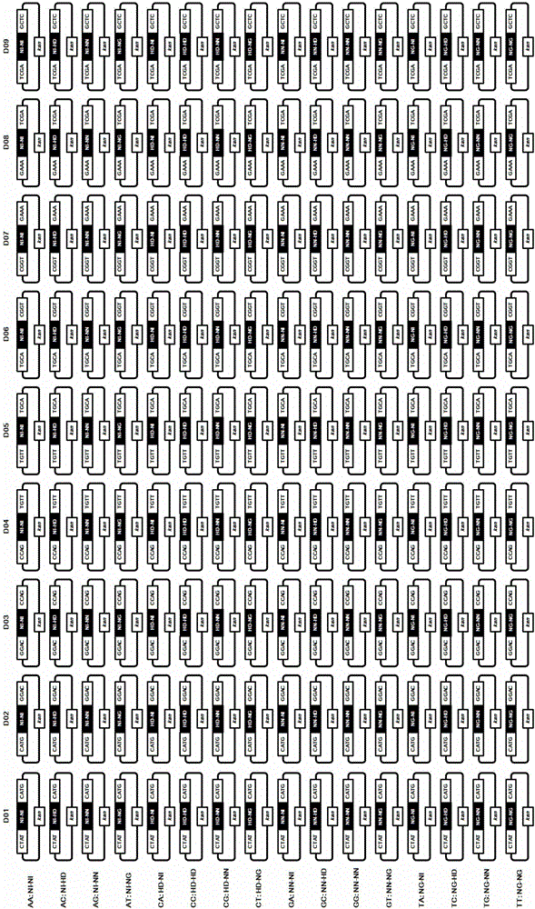 Two-RVD (repeat variant diresidue) unite module library for efficient construction of TALEN (transcription activator-like effectors nuclease) and TALEN construction method