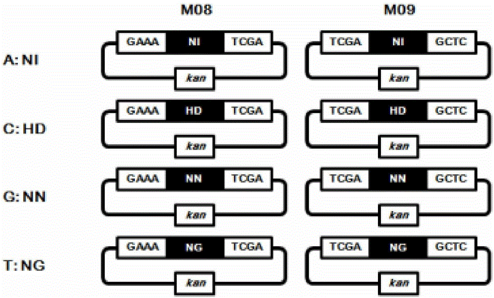 Two-RVD (repeat variant diresidue) unite module library for efficient construction of TALEN (transcription activator-like effectors nuclease) and TALEN construction method