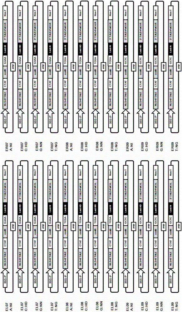 Two-RVD (repeat variant diresidue) unite module library for efficient construction of TALEN (transcription activator-like effectors nuclease) and TALEN construction method