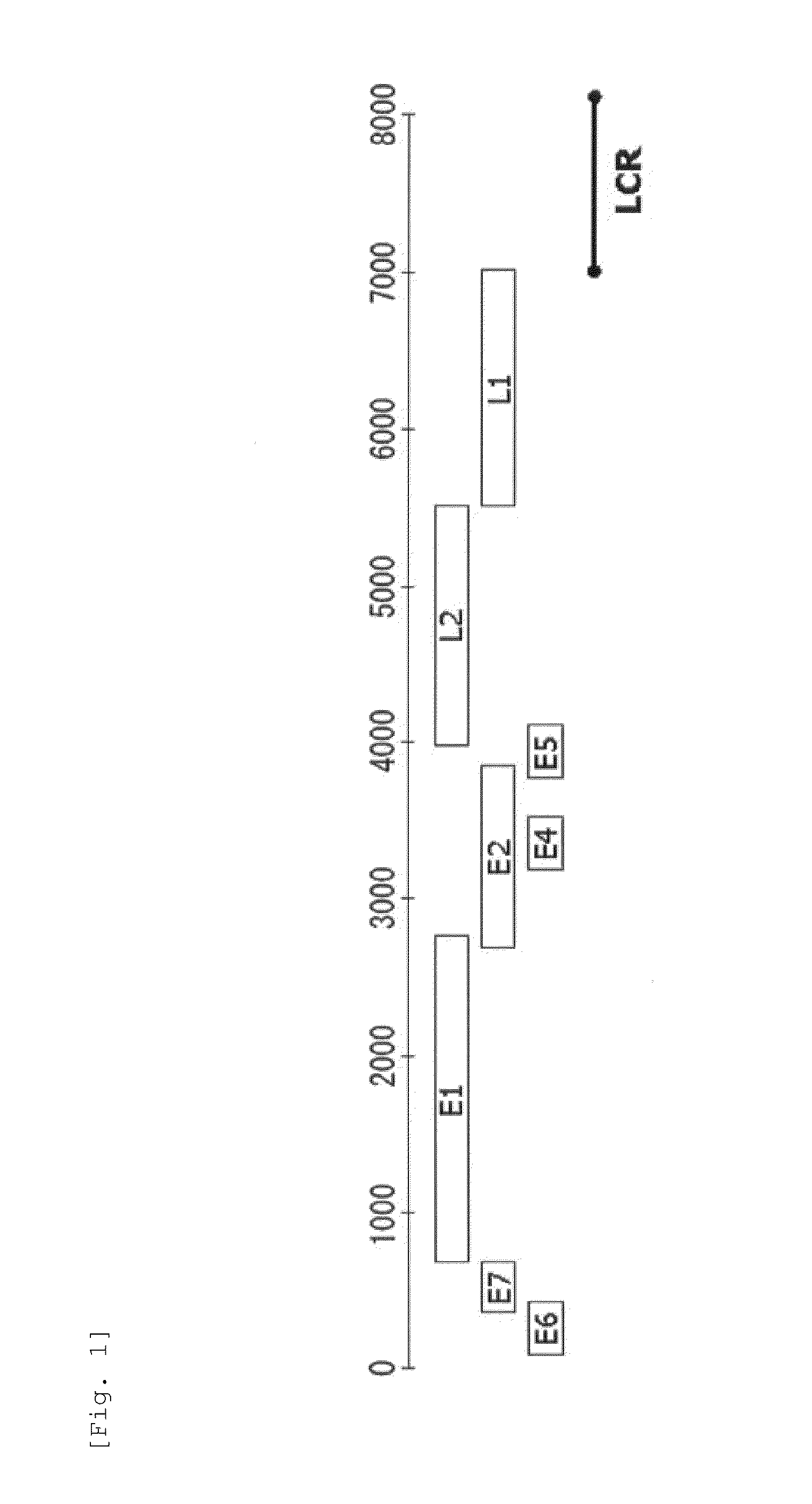 Method for detecting cancer cell caused by hpv, method for determining whether or not tissue is at stage of high-grade dysplasia or more severe stage, and primer set and kit used therefor