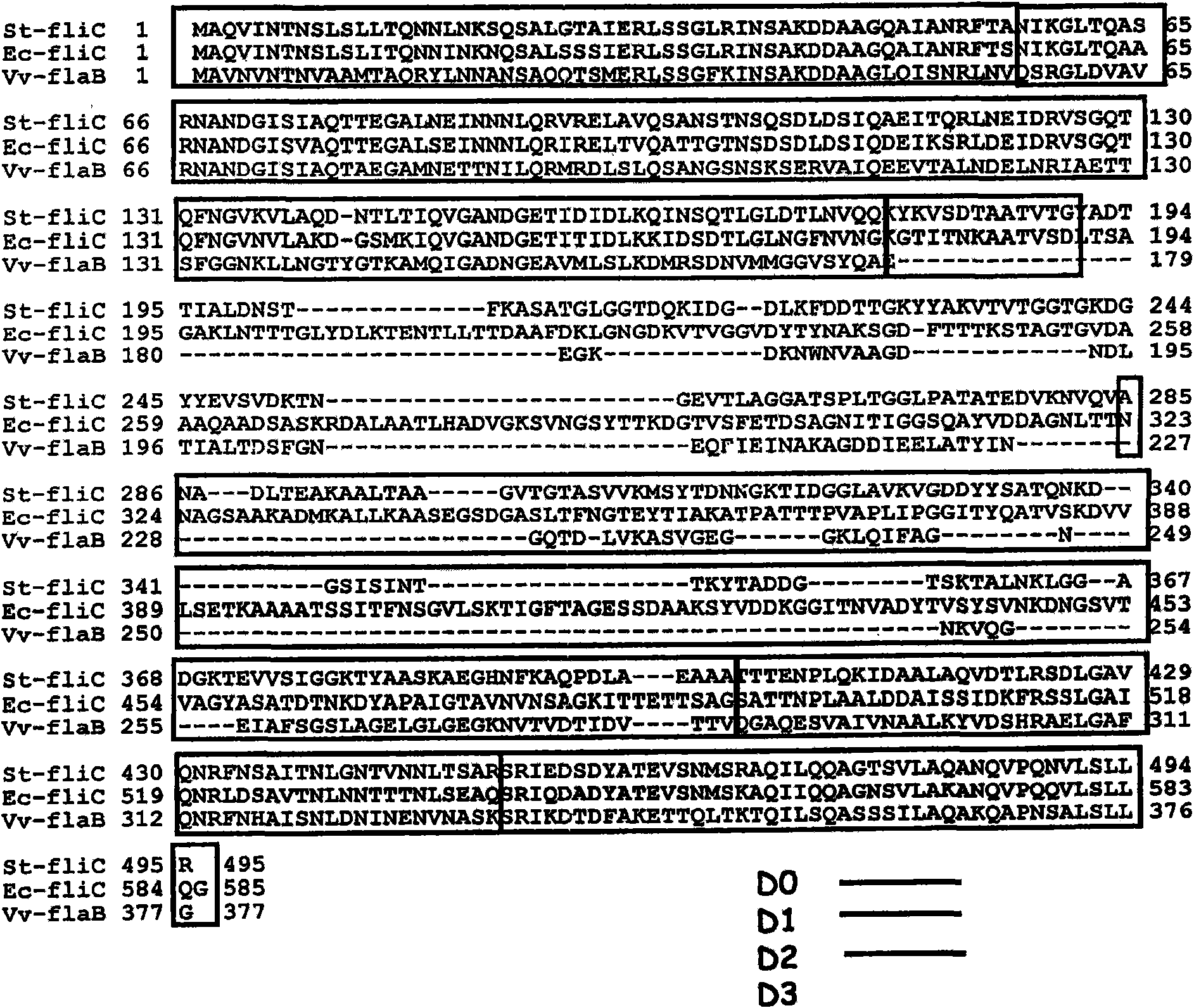 Modified flagellin improved toll-like receptor 5 stimulating activity