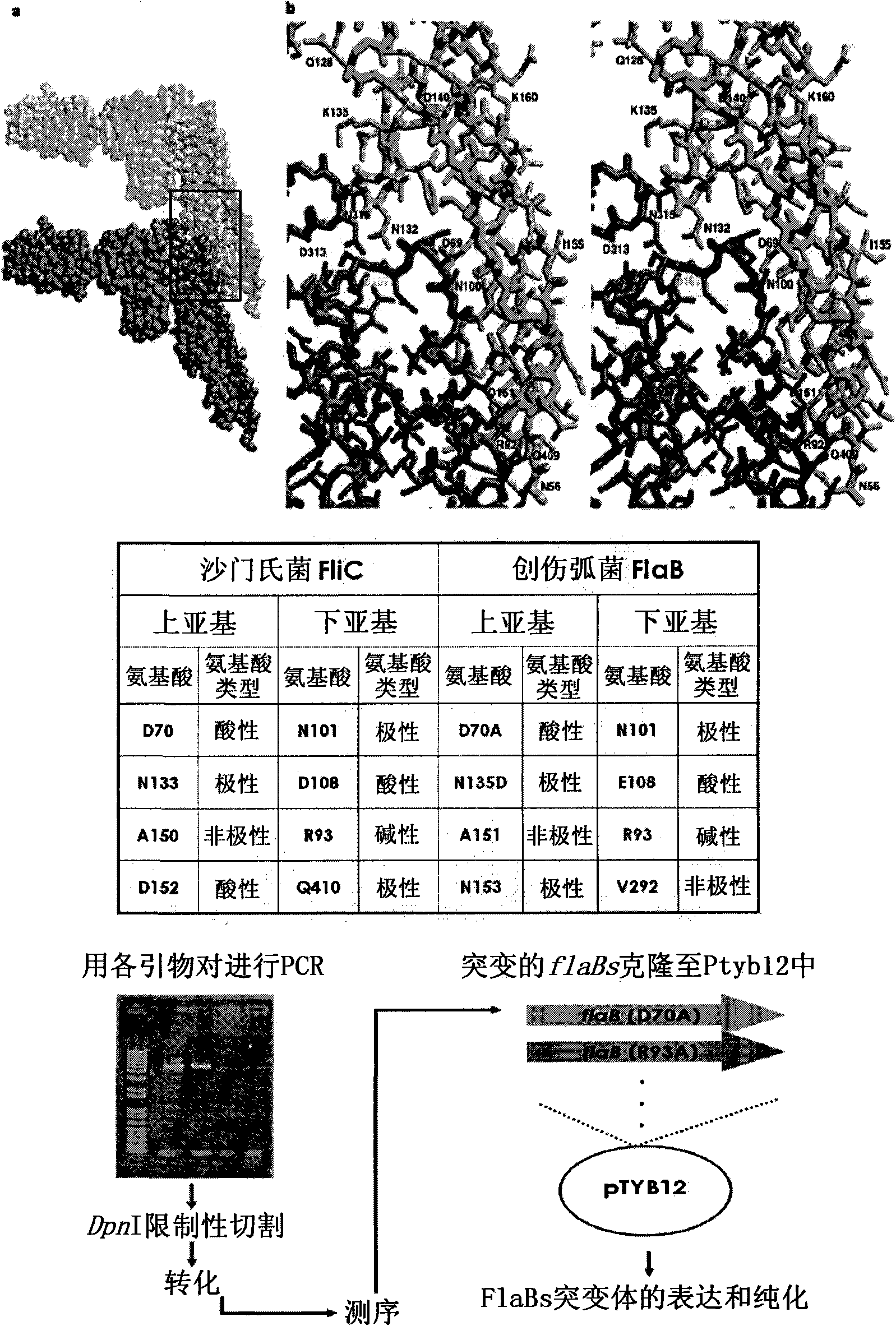 Modified flagellin improved toll-like receptor 5 stimulating activity