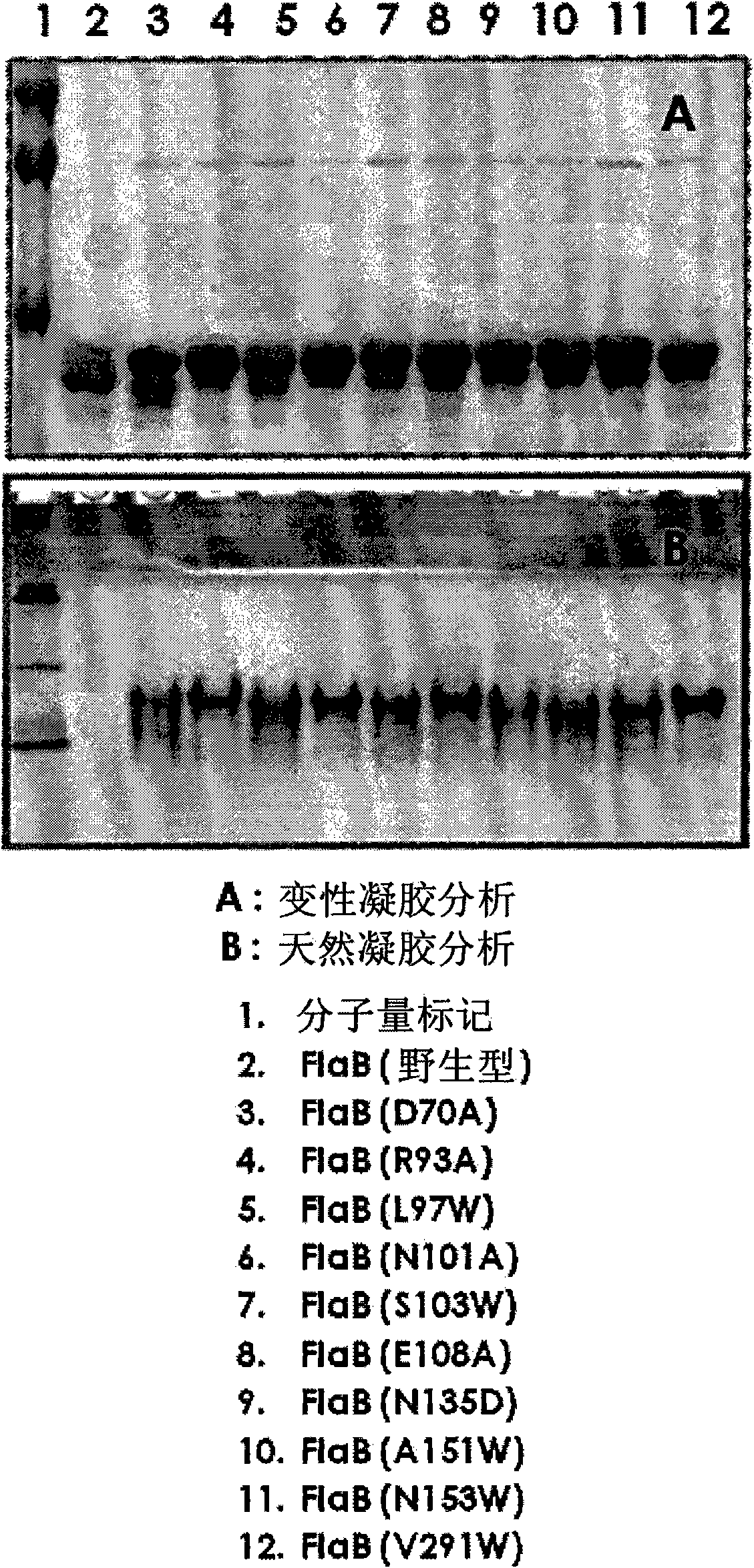 Modified flagellin improved toll-like receptor 5 stimulating activity