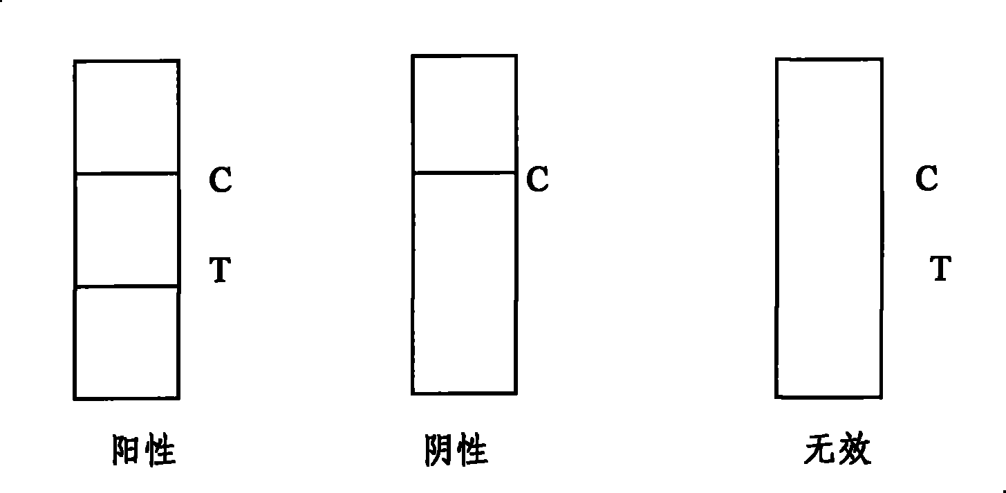 Test paper strip for rapidly detecting brucellosis antibody