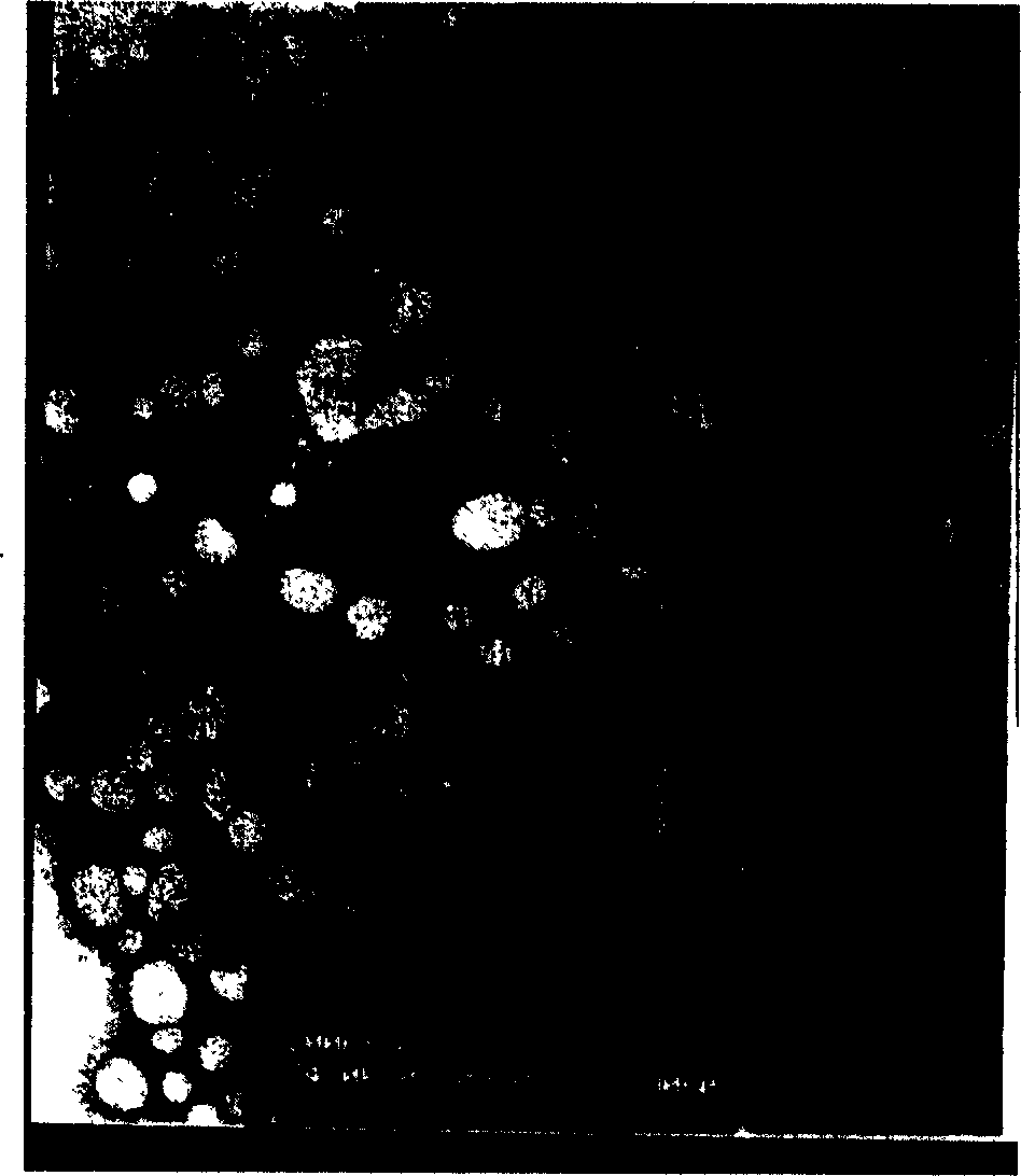 Lipid nano-particle of glyceride behenate and its preparation method