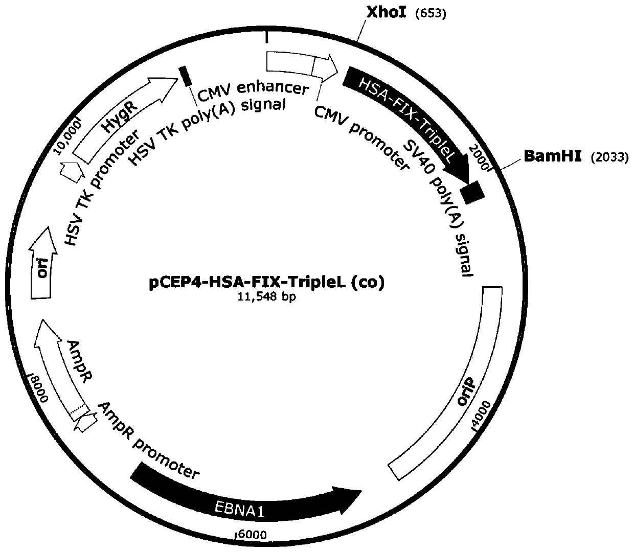 Vector for expressing recombinant blood coagulation factor FIX and construction method and applications thereof