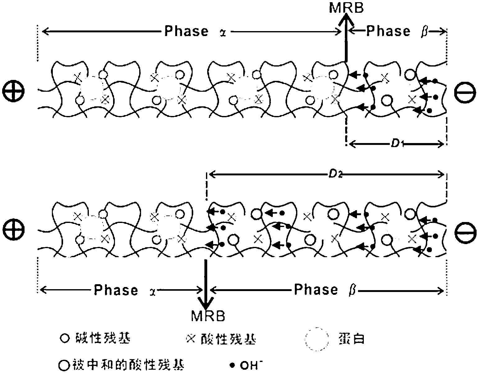 High-flux protein titration method based on moving reaction boundary electrophoresis