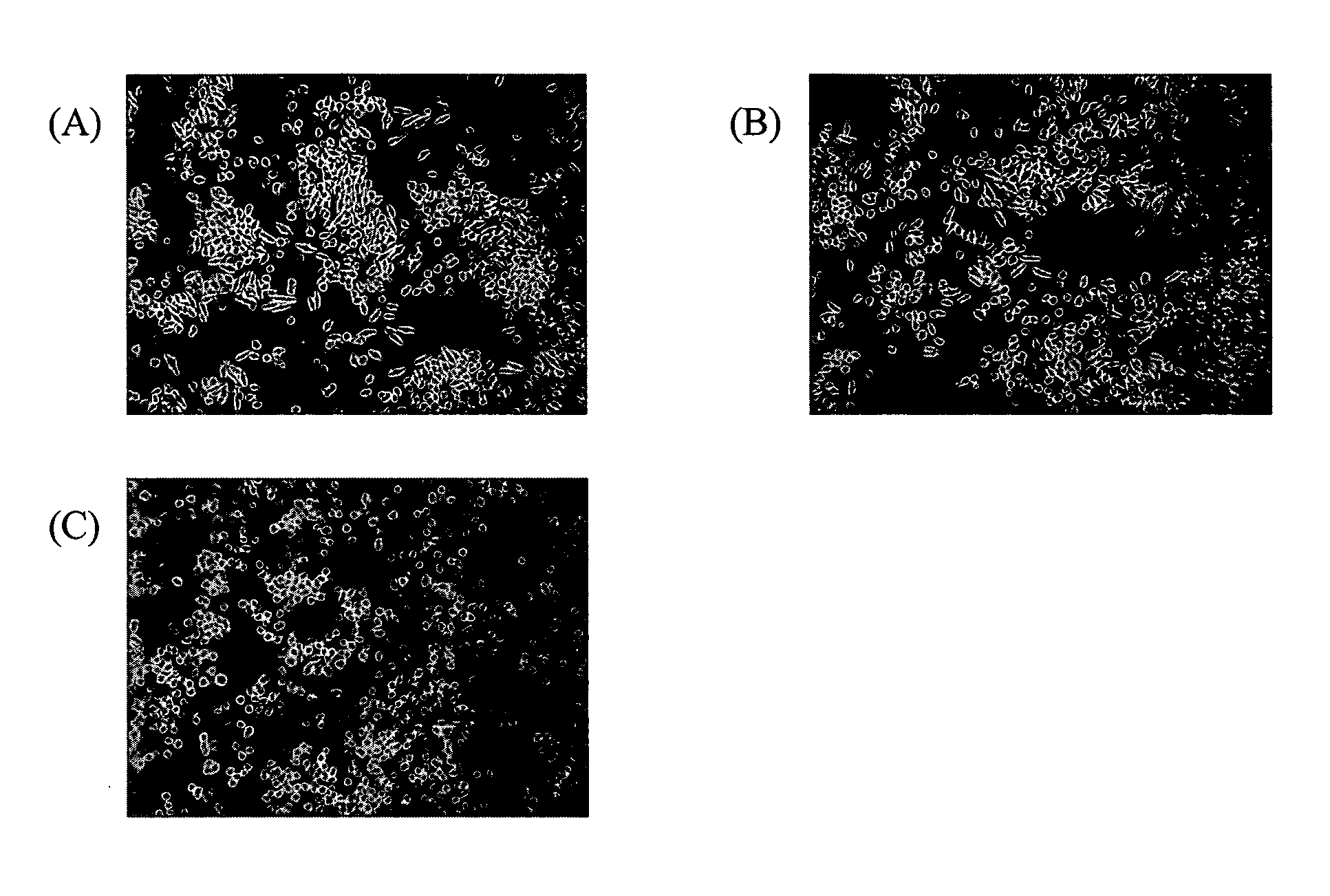 Nerve Cell Differentiation Inducer