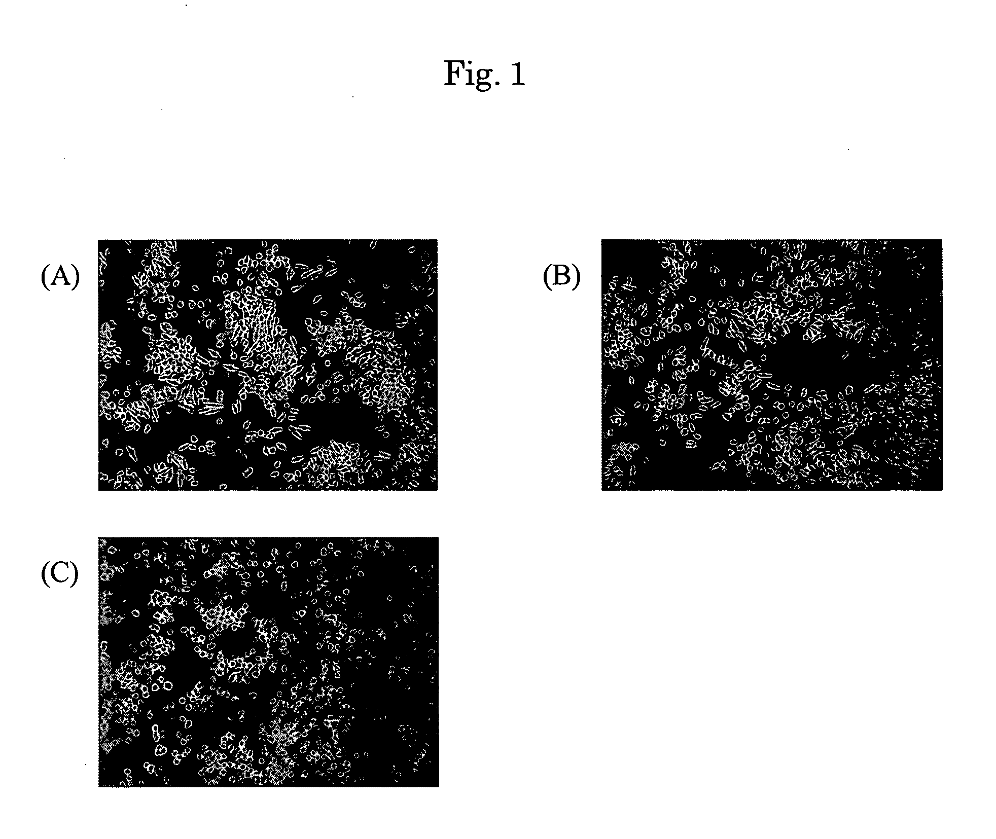 Nerve Cell Differentiation Inducer