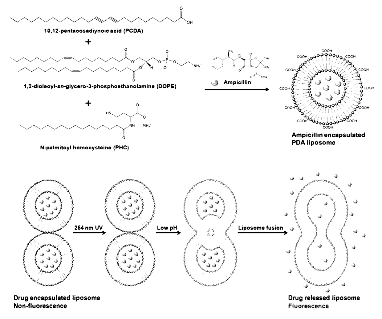 pH sensitive fluorescent polydiacetylene liposome and delivery vehicle comprising same