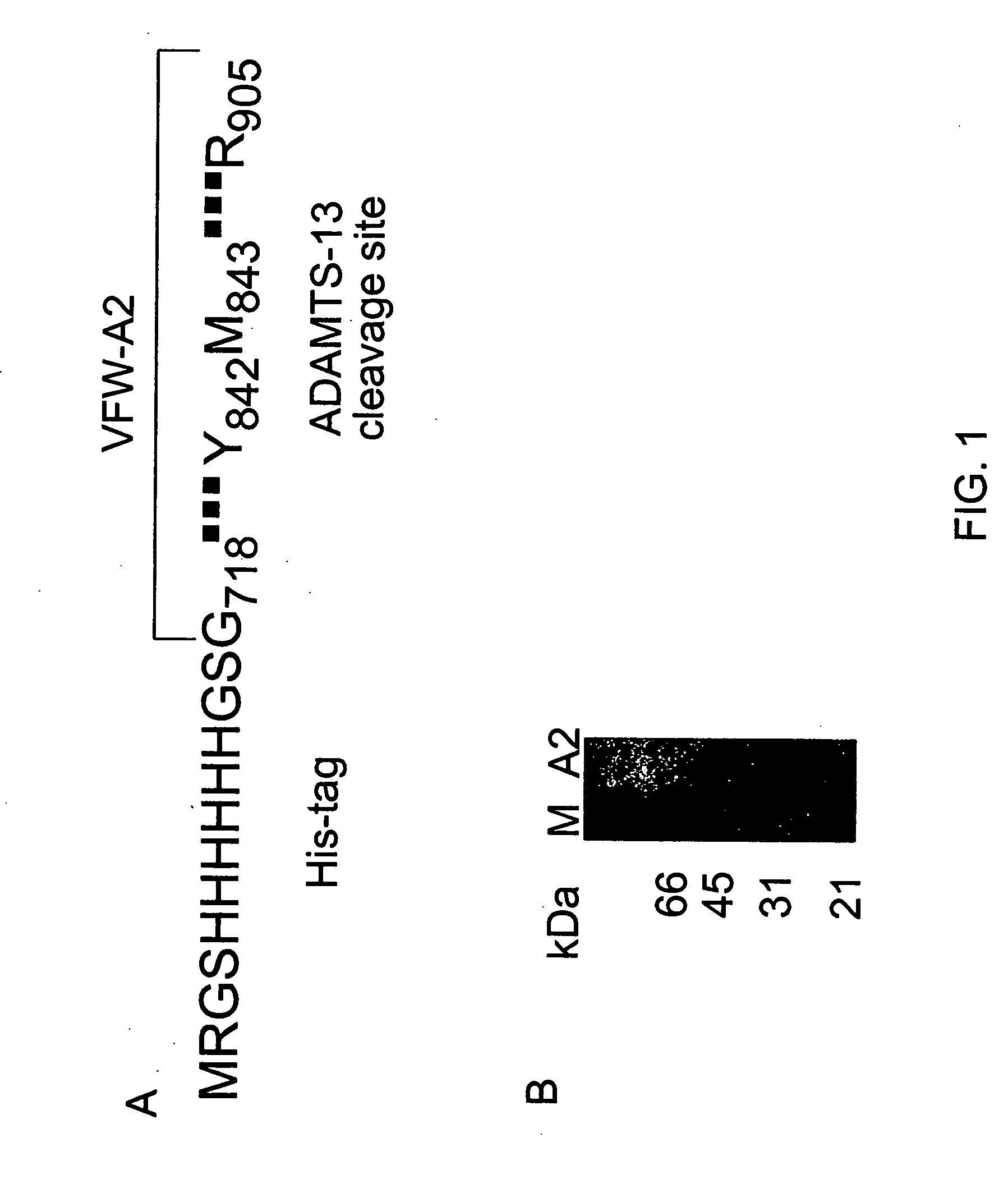 Rapid assay to detect ADAMTS-13 activity