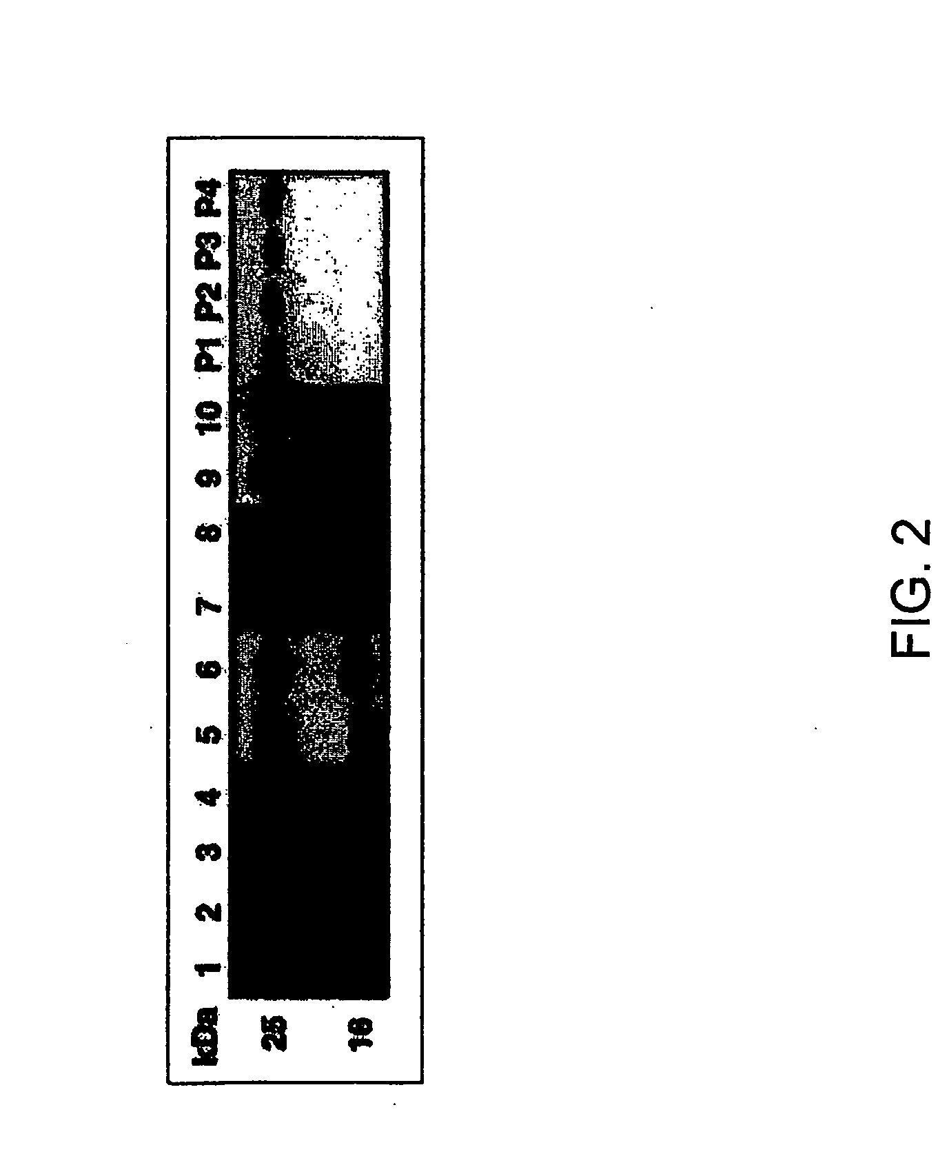 Rapid assay to detect ADAMTS-13 activity