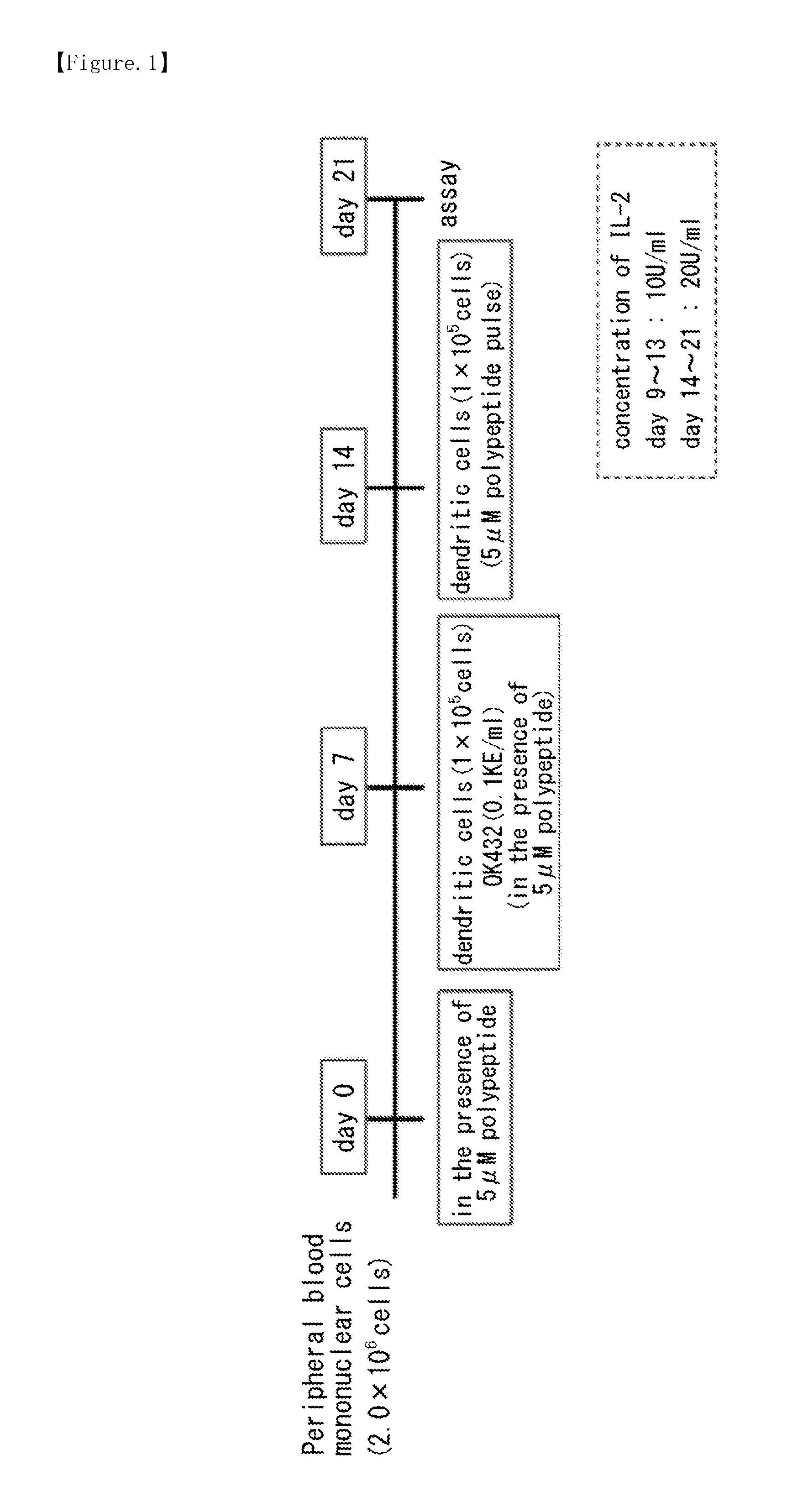 Wt1 antigenic polypeptide, and Anti-tumor agent containing said polypeptide