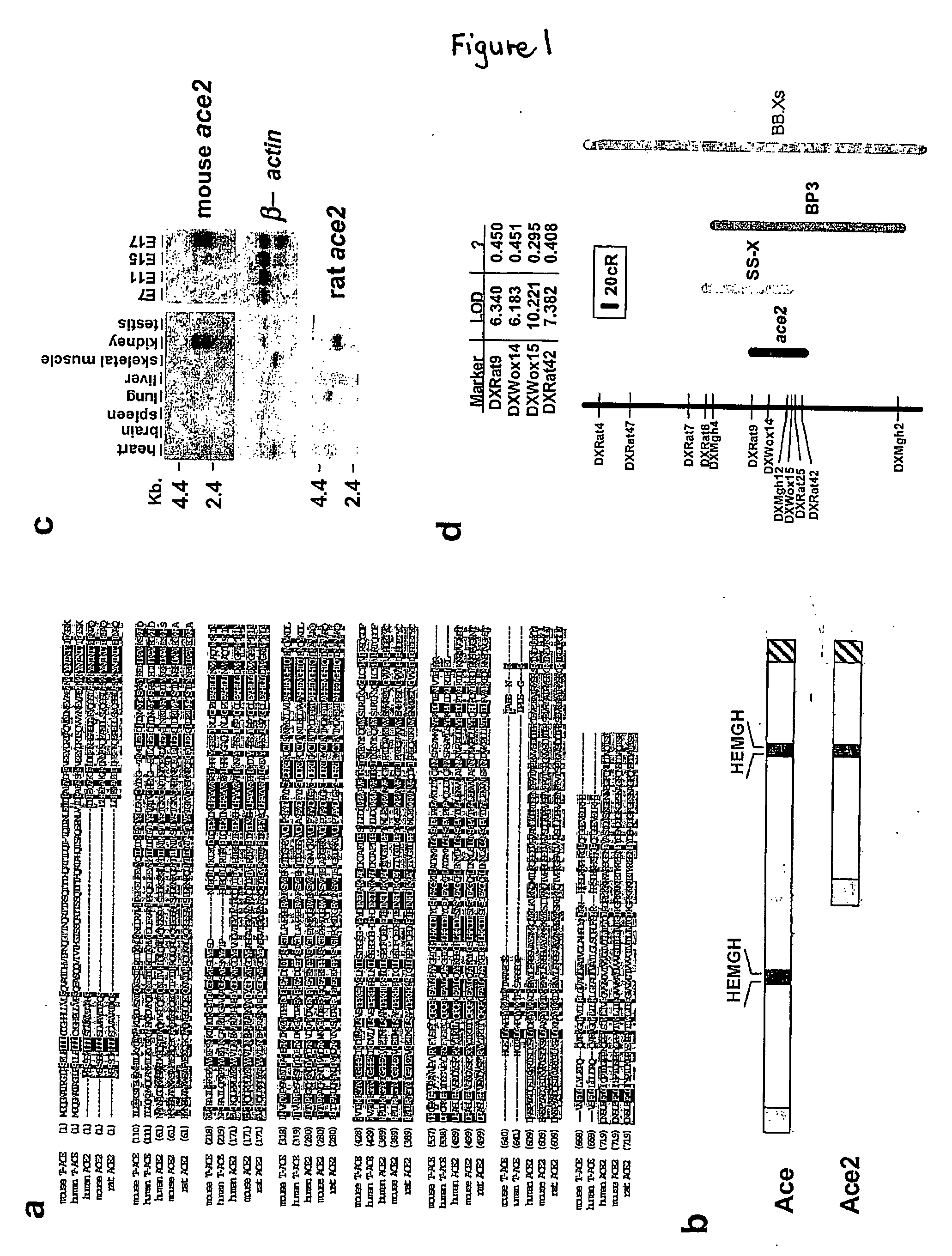 Ace2 activation for treatment of heart, lung and kidney disease and hypertension