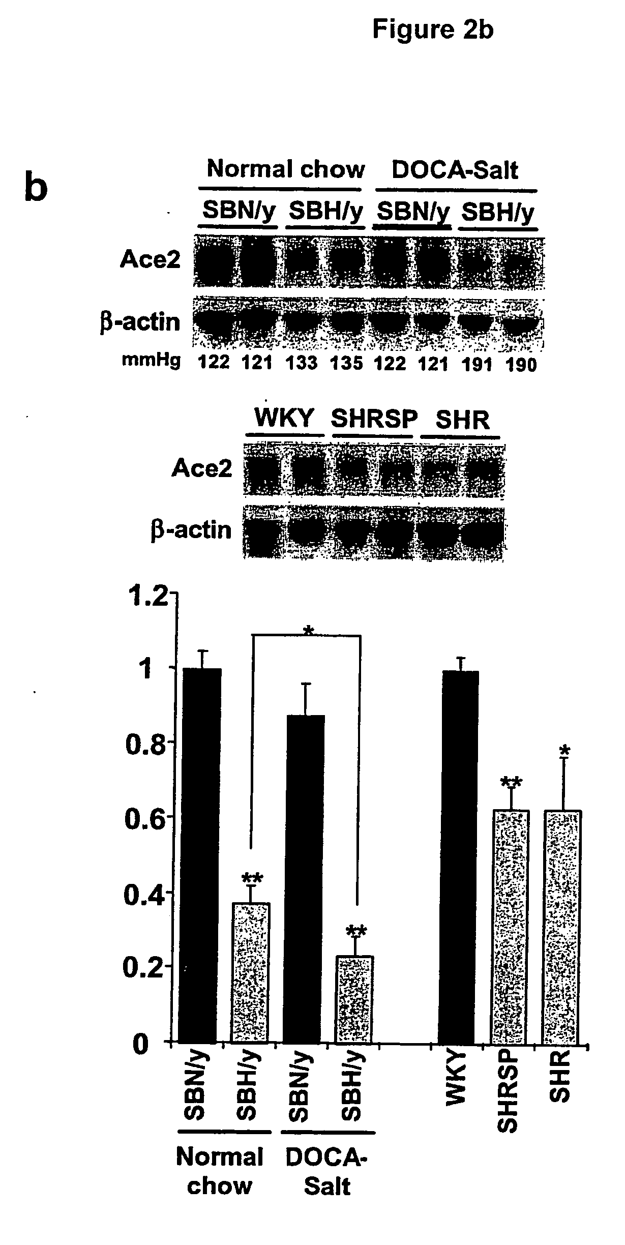 Ace2 activation for treatment of heart, lung and kidney disease and hypertension