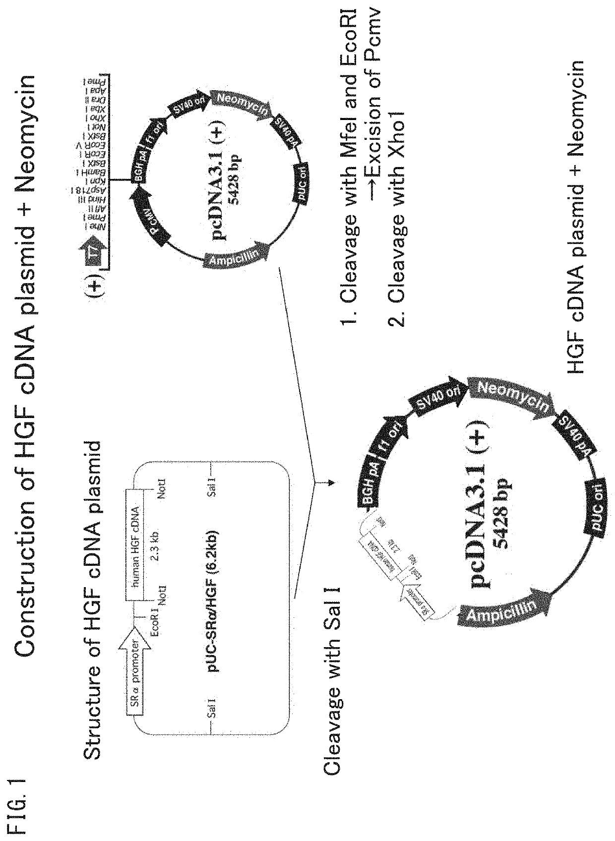 Cell sheet composition for inhibiting progression of renal disorder, method of producing the same, and method of inhibiting progression of renal disorder using the same