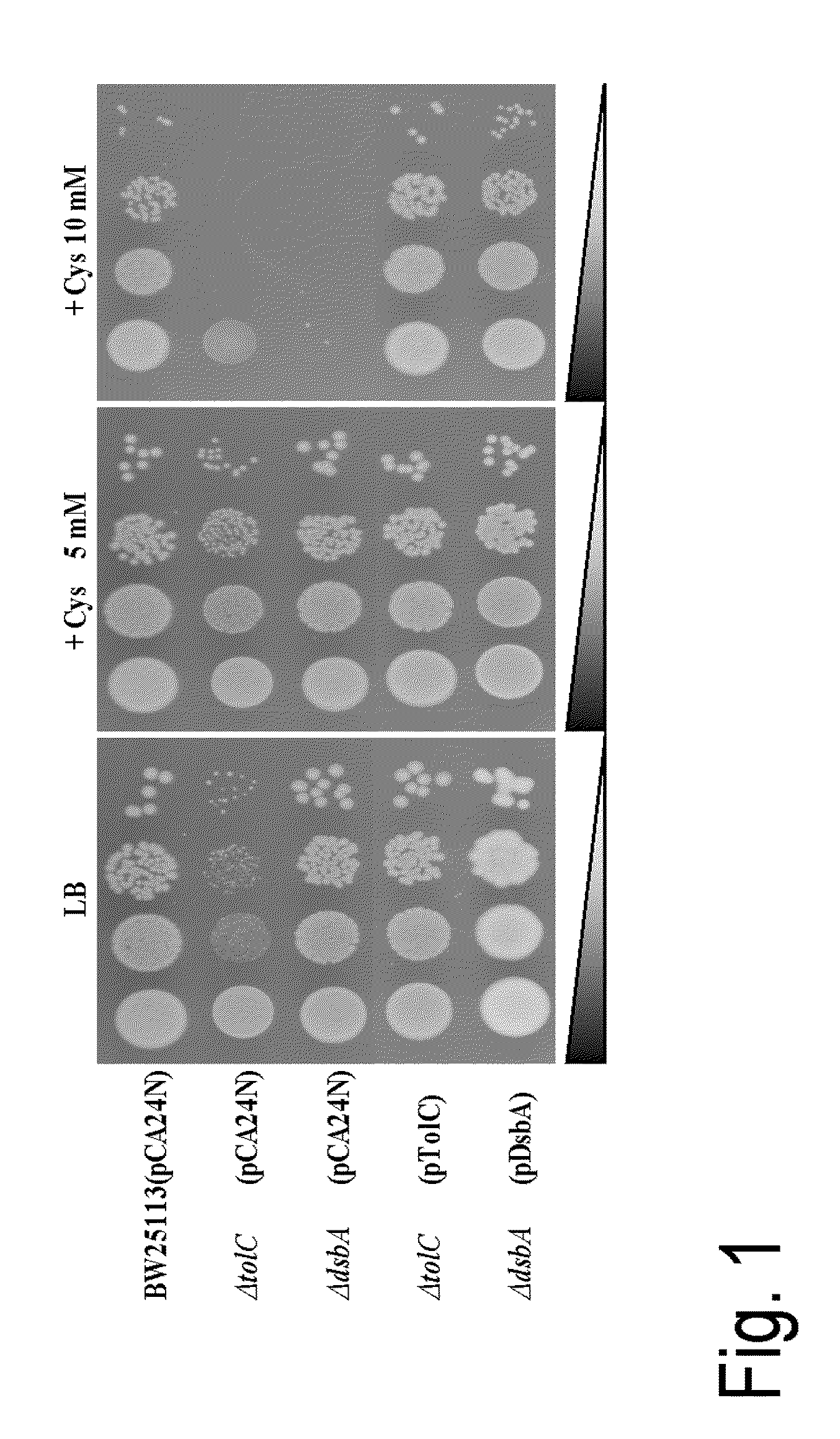 L-cysteine-producing bacterium and a method for producing L-cysteine