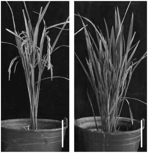 Preparation method for plant mutant