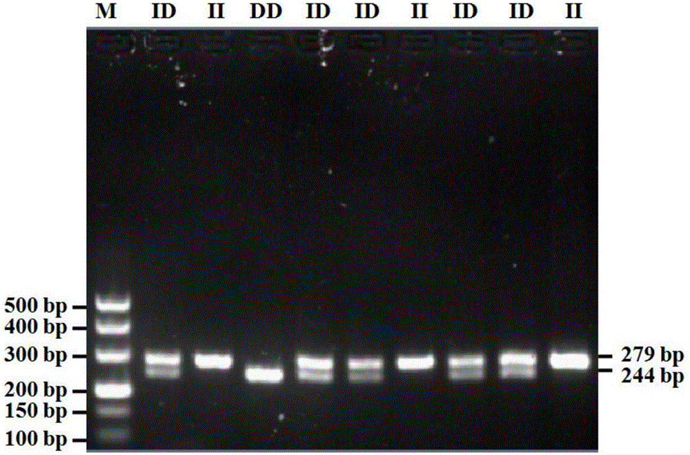 Detection method of boar KDM5B gene insertion/deletion polymorphism and application