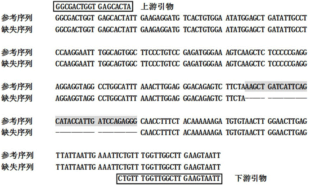 Detection method of boar KDM5B gene insertion/deletion polymorphism and application